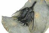 Impressive, Spiny Psychopyge Trilobite - Issoumour, Morocco #368577-4